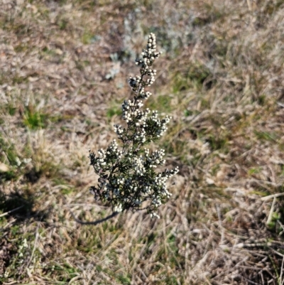 Cryptandra amara (Bitter Cryptandra) at Fyshwick, ACT - 30 Jul 2024 by Jiggy