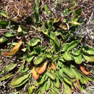 Rumex crispus at Fyshwick, ACT - 30 Jul 2024