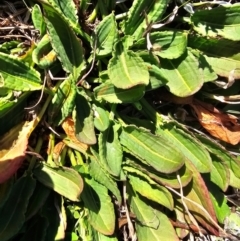 Rumex crispus at Fyshwick, ACT - 30 Jul 2024