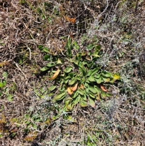 Rumex crispus at Fyshwick, ACT - 30 Jul 2024 11:43 AM