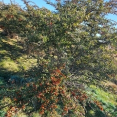 Pyracantha angustifolia at Fyshwick, ACT - 30 Jul 2024 11:32 AM