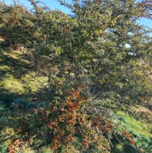 Pyracantha angustifolia at Fyshwick, ACT - 30 Jul 2024 11:32 AM