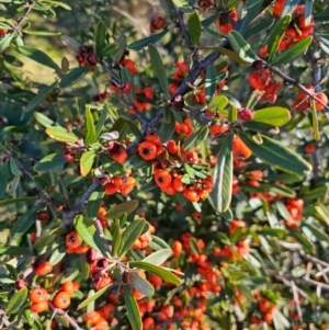 Pyracantha angustifolia at Fyshwick, ACT - 30 Jul 2024 11:32 AM