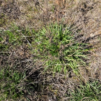 Eryngium ovinum (Blue Devil) at Fyshwick, ACT - 30 Jul 2024 by Jiggy