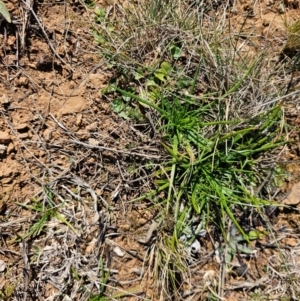 Eryngium ovinum at Fyshwick, ACT - 30 Jul 2024 11:31 AM