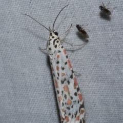 Utetheisa pulchelloides (Heliotrope Moth) at Freshwater Creek, VIC - 26 Dec 2022 by WendyEM