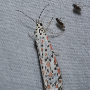 Utetheisa pulchelloides at Freshwater Creek, VIC - 26 Dec 2022