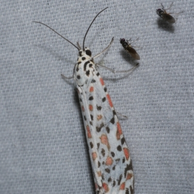 Utetheisa pulchelloides (Heliotrope Moth) at Freshwater Creek, VIC - 26 Dec 2022 by WendyEM