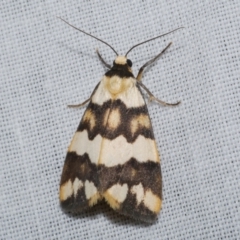 Termessa zonophanes (Double Yellow-patched Footman) at Freshwater Creek, VIC - 25 Dec 2022 by WendyEM