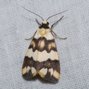 Termessa zonophanes at Freshwater Creek, VIC - 26 Dec 2022