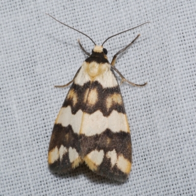 Termessa zonophanes (Double Yellow-patched Footman) at Freshwater Creek, VIC - 26 Dec 2022 by WendyEM