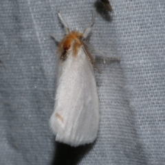 Acyphas semiochrea (Omnivorous Tussock Moth) at Freshwater Creek, VIC - 25 Dec 2022 by WendyEM