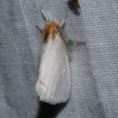 Acyphas semiochrea (Omnivorous Tussock Moth) at Freshwater Creek, VIC - 25 Dec 2022 by WendyEM