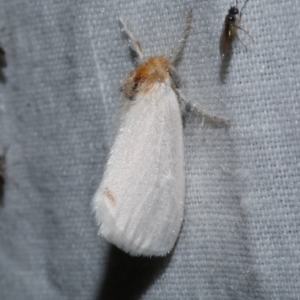 Acyphas semiochrea at Freshwater Creek, VIC - 26 Dec 2022