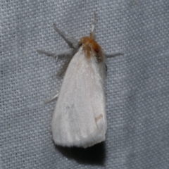 Acyphas semiochrea at Freshwater Creek, VIC - 26 Dec 2022