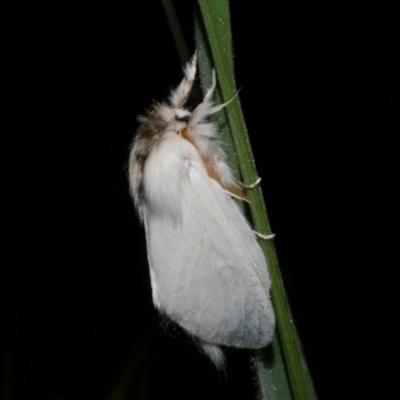 Trichiocercus sparshalli (Sparshall's Moth) at Freshwater Creek, VIC - 25 Dec 2022 by WendyEM