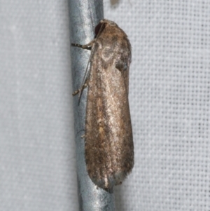 Athetis tenuis at Freshwater Creek, VIC - 25 Dec 2022