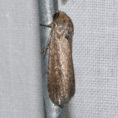 Athetis tenuis (Plain Tenuis Moth) at Freshwater Creek, VIC - 25 Dec 2022 by WendyEM