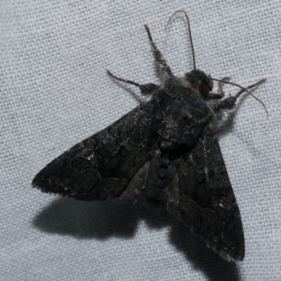 Neumichtis nigerrima (Black Turnip Moth) at Freshwater Creek, VIC - 25 Dec 2022 by WendyEM