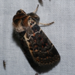 Proteuxoa sanguinipuncta (Blood-spotted Noctuid) at Freshwater Creek, VIC - 26 Dec 2022 by WendyEM