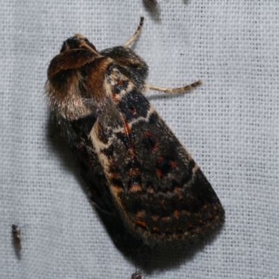 Proteuxoa sanguinipuncta (Blood-spotted Noctuid) at Freshwater Creek, VIC - 26 Dec 2022 by WendyEM