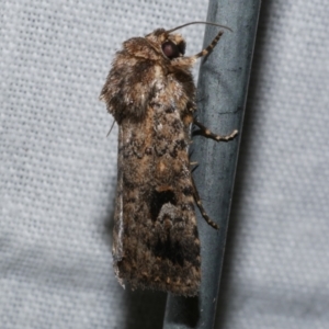 Thoracolopha verecunda at Freshwater Creek, VIC - 25 Dec 2022