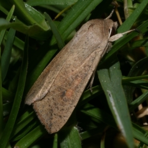 Mythimna (Pseudaletia) convecta at Freshwater Creek, VIC - 25 Dec 2022