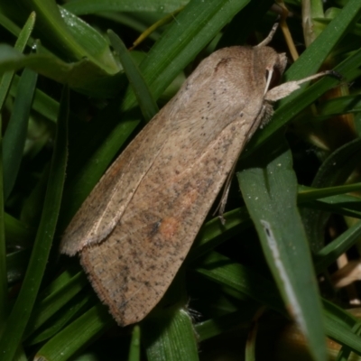 Mythimna (Pseudaletia) convecta (Common Armyworm) at Freshwater Creek, VIC - 25 Dec 2022 by WendyEM