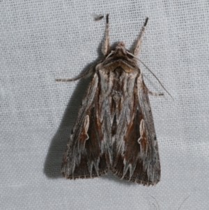 Persectania ewingii at Freshwater Creek, VIC - 26 Dec 2022