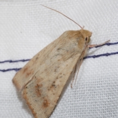 Heliothinae (subfamily) (Budworm) at Freshwater Creek, VIC - 25 Dec 2022 by WendyEM