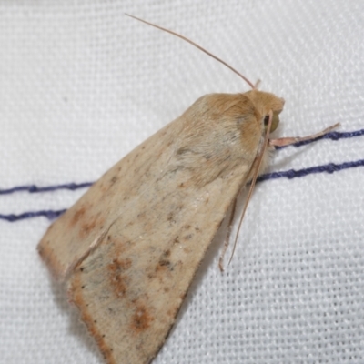 Heliothinae (subfamily) (Budworm) at Freshwater Creek, VIC - 26 Dec 2022 by WendyEM