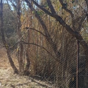 Arundo donax at Fadden, ACT - 30 Jul 2024