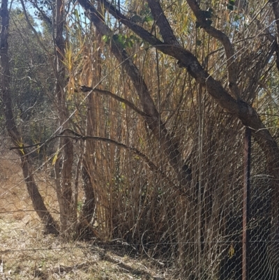 Arundo donax (Spanish Reed, Giant Reed) at Fadden, ACT - 30 Jul 2024 by Harrisi