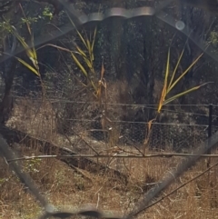 Arundo donax at Fadden, ACT - 30 Jul 2024 12:23 PM