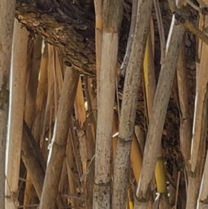 Arundo donax at Fadden, ACT - 30 Jul 2024 12:23 PM