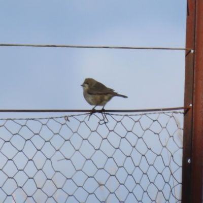 Aphelocephala leucopsis (Southern Whiteface) at Tharwa, ACT - 29 Jul 2024 by RodDeb