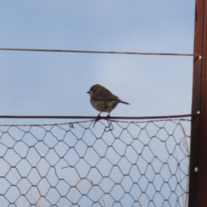 Aphelocephala leucopsis at Tharwa, ACT - 29 Jul 2024