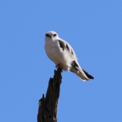 Elanus axillaris (Black-shouldered Kite) at Tharwa, ACT - 29 Jul 2024 by RodDeb