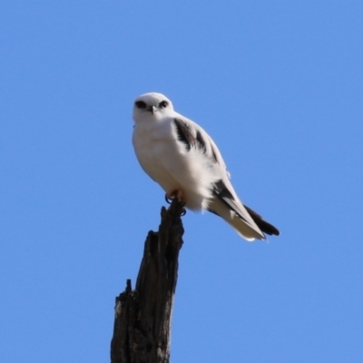 Elanus axillaris (Black-shouldered Kite) at Tharwa, ACT - 29 Jul 2024 by RodDeb