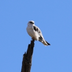 Elanus axillaris at Tharwa, ACT - 29 Jul 2024 01:38 PM