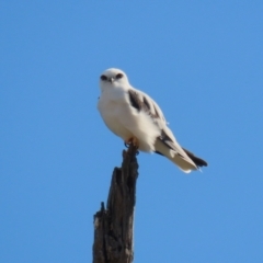 Elanus axillaris at Tharwa, ACT - 29 Jul 2024 01:38 PM