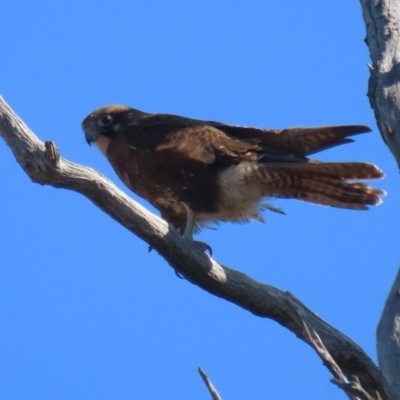 Falco berigora (Brown Falcon) at Tharwa, ACT - 29 Jul 2024 by RodDeb