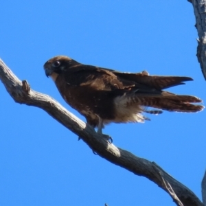 Falco berigora at Tharwa, ACT - 29 Jul 2024