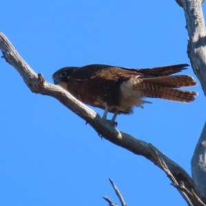 Falco berigora at Tharwa, ACT - 29 Jul 2024 01:56 PM