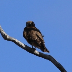 Falco berigora at Tharwa, ACT - 29 Jul 2024 01:56 PM