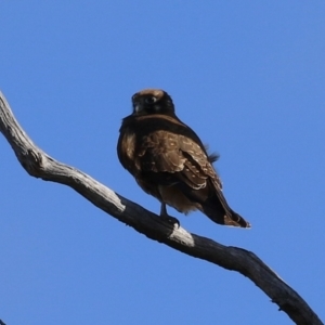 Falco berigora at Tharwa, ACT - 29 Jul 2024 01:56 PM