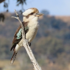 Dacelo novaeguineae (Laughing Kookaburra) at Tharwa, ACT - 29 Jul 2024 by RodDeb