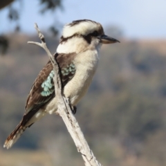 Dacelo novaeguineae at Tharwa, ACT - 29 Jul 2024 01:50 PM