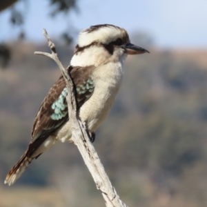 Dacelo novaeguineae at Tharwa, ACT - 29 Jul 2024