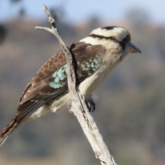 Dacelo novaeguineae at Tharwa, ACT - 29 Jul 2024